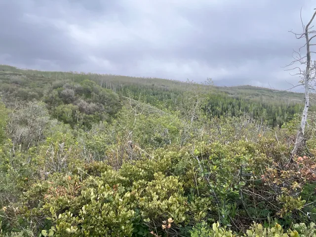 Expansive natural landscape featuring diverse foliage and distant tree lines