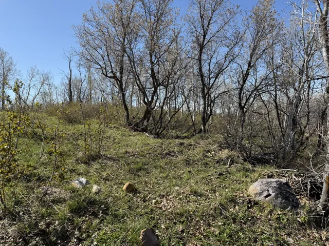 Natural landscape featuring varied topography and established trees