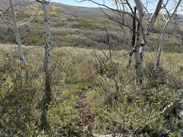 Mountainous terrain with natural foliage