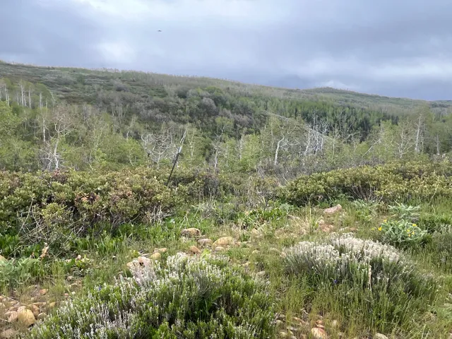 Expansive hillside landscape featuring varied natural vegetation, including deciduous trees with white bark and evergreen foliage