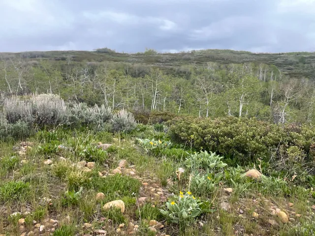 Expansive landscape featuring varied natural foliage and a distant grove of light-barked trees