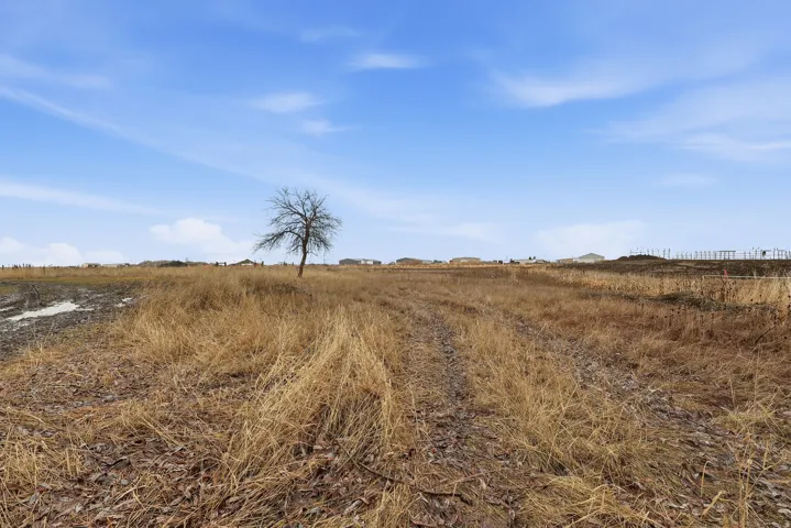 Expansive open field with dry grasses and a single mature tree