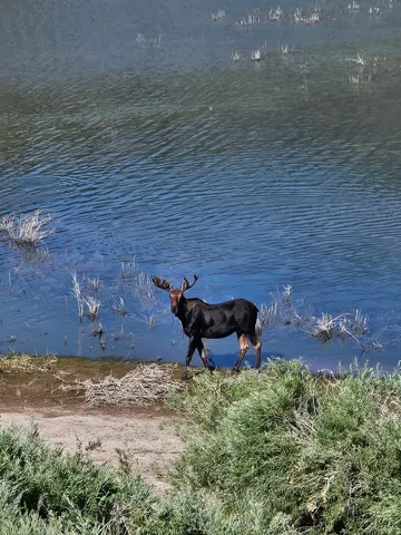 Wildlife at Red Creek!