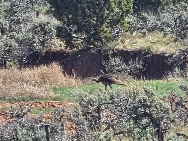 Wild Turkeys!