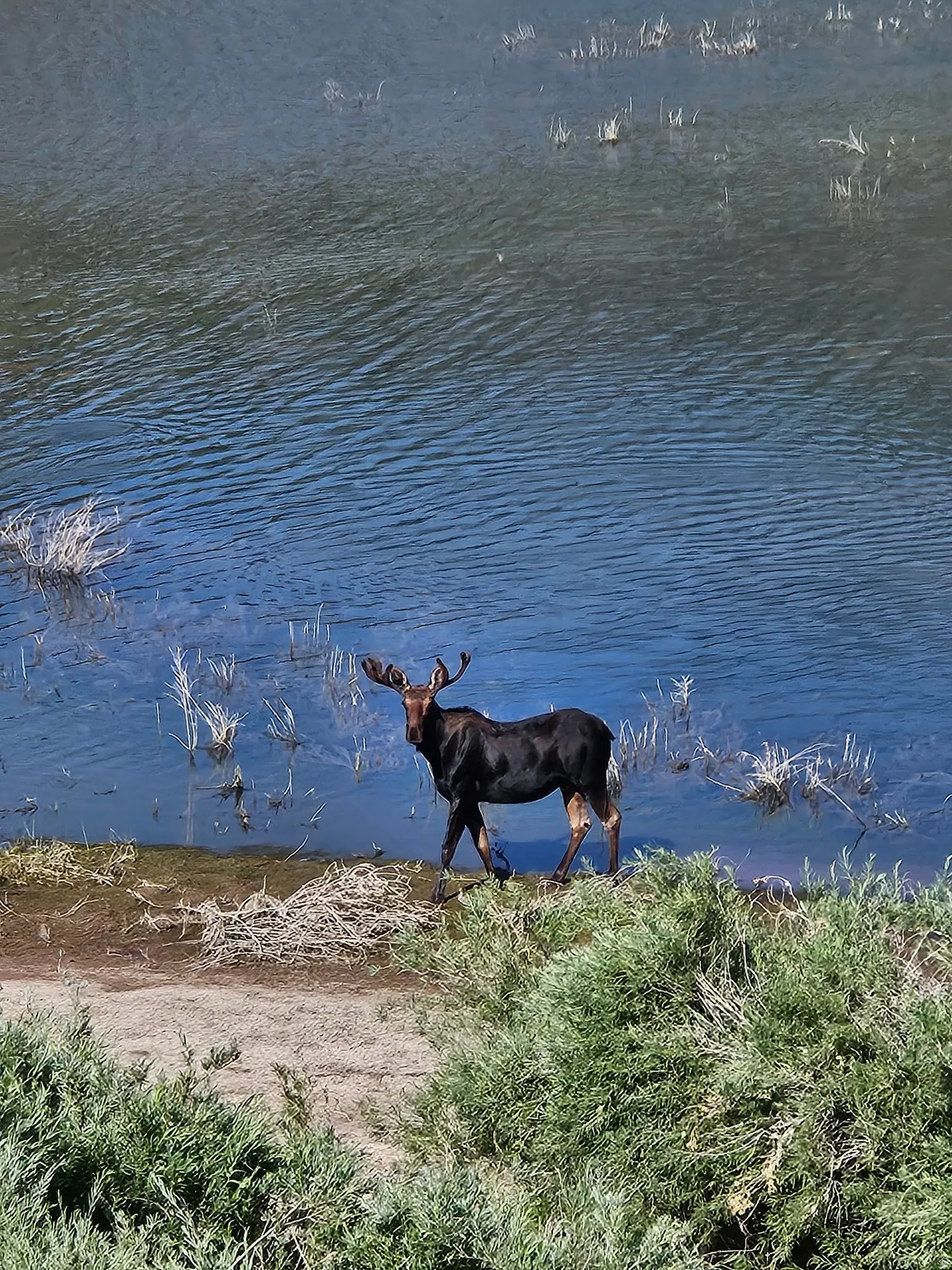 Wildlife at Red Creek!