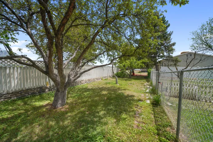 Expansive grassy yard featuring a mature shade tree, a white lattice fence with a stone base, and a chain-link fence