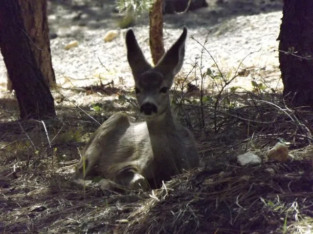 Wildlife in Duck Creek