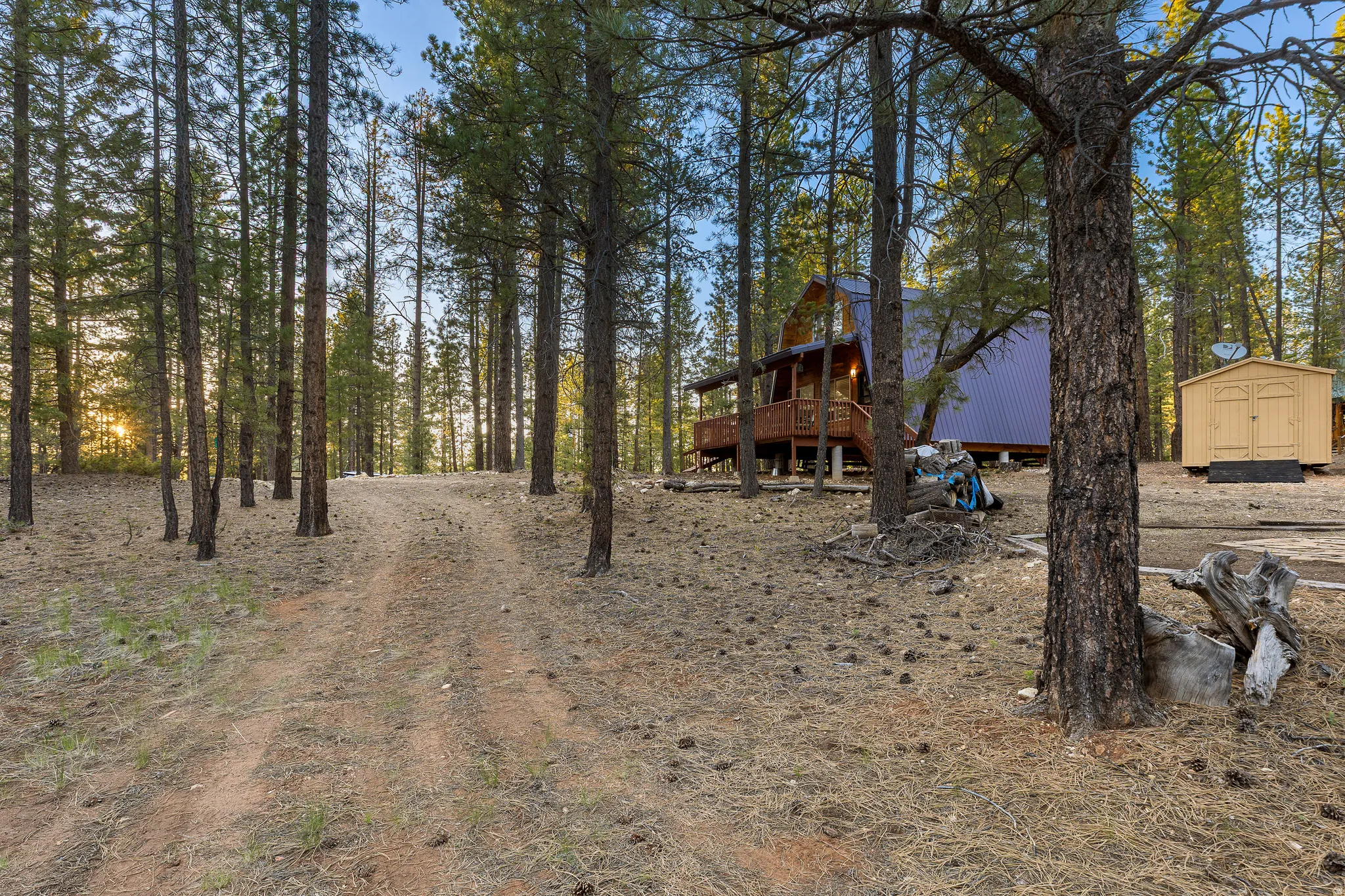 Driveway Approach Through the Pines