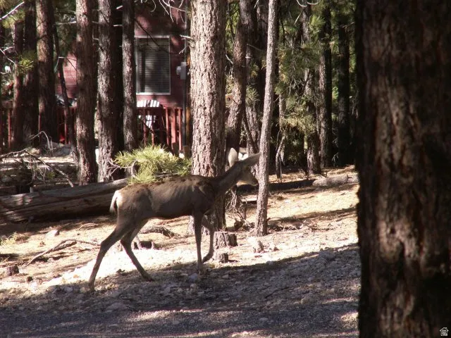 Wildlife in Duck Creek