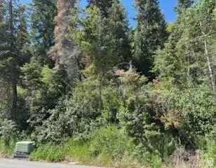 Wooded terrain featuring mature evergreen trees and dense foliage