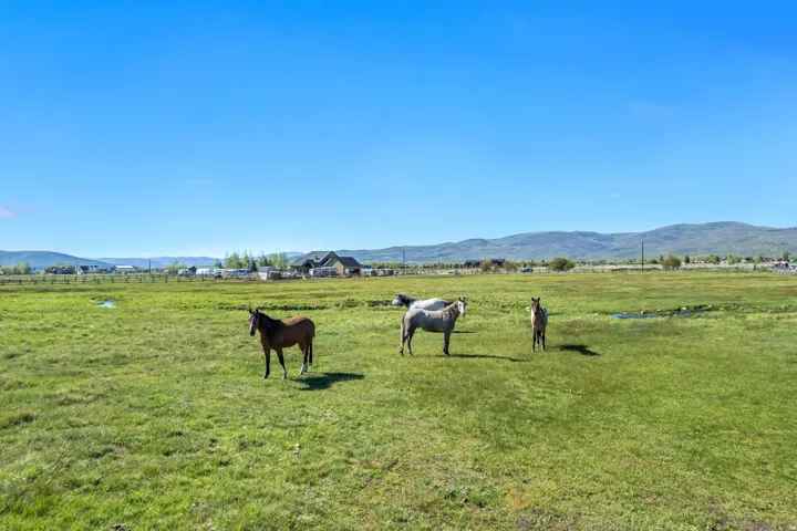 Expansive green pasture with rolling hills in the background