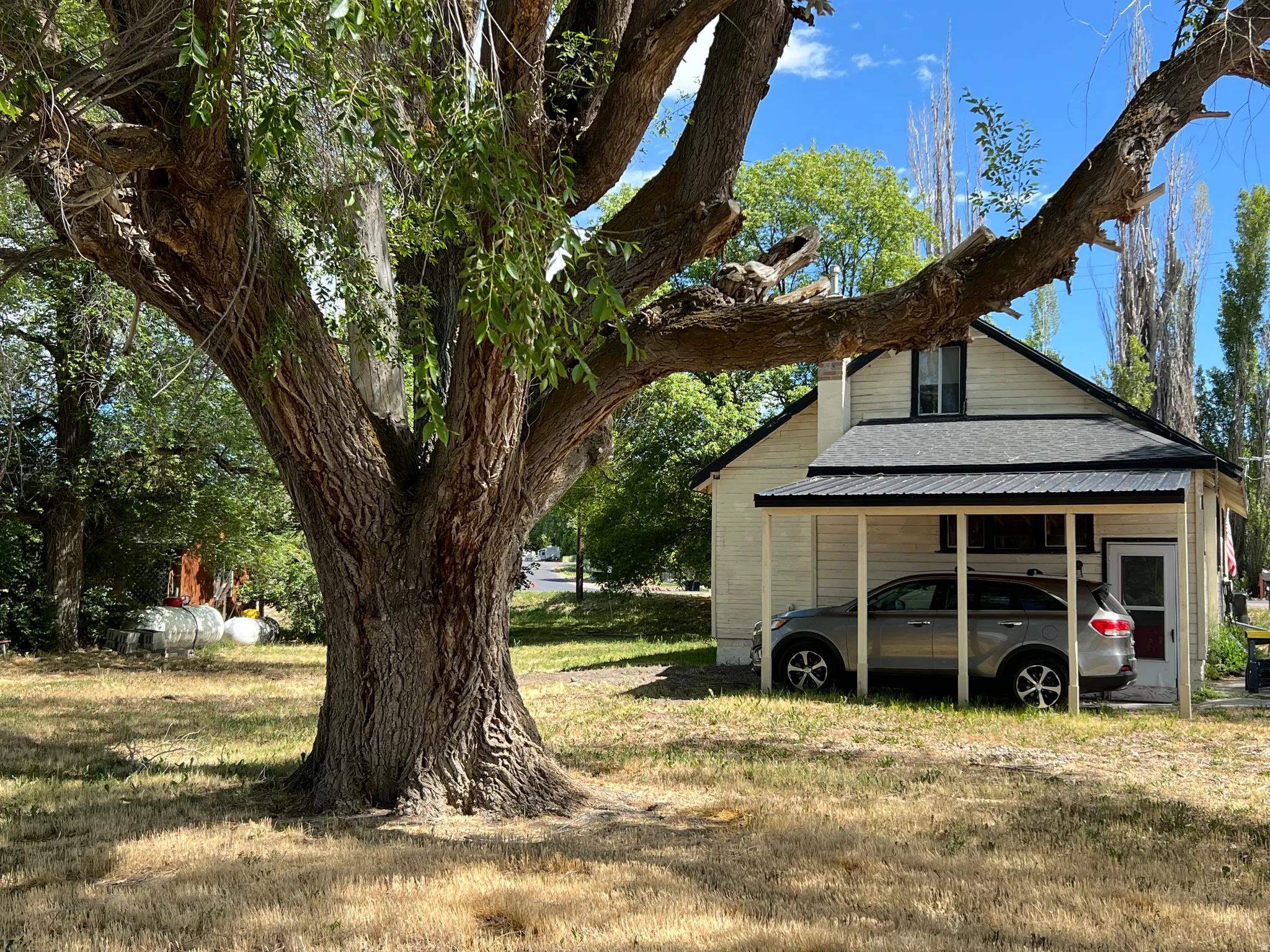 Mature deciduous tree with a substantial trunk and branching canopy