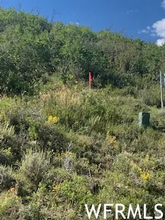 Natural landscape parcel featuring varied green foliage and an undeveloped terrain