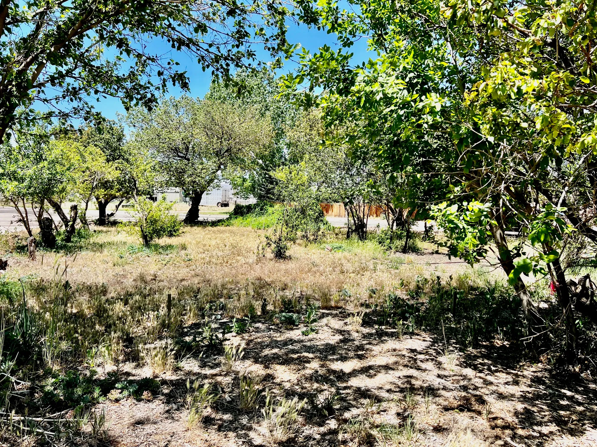 Expansive lot featuring mature trees providing natural shading