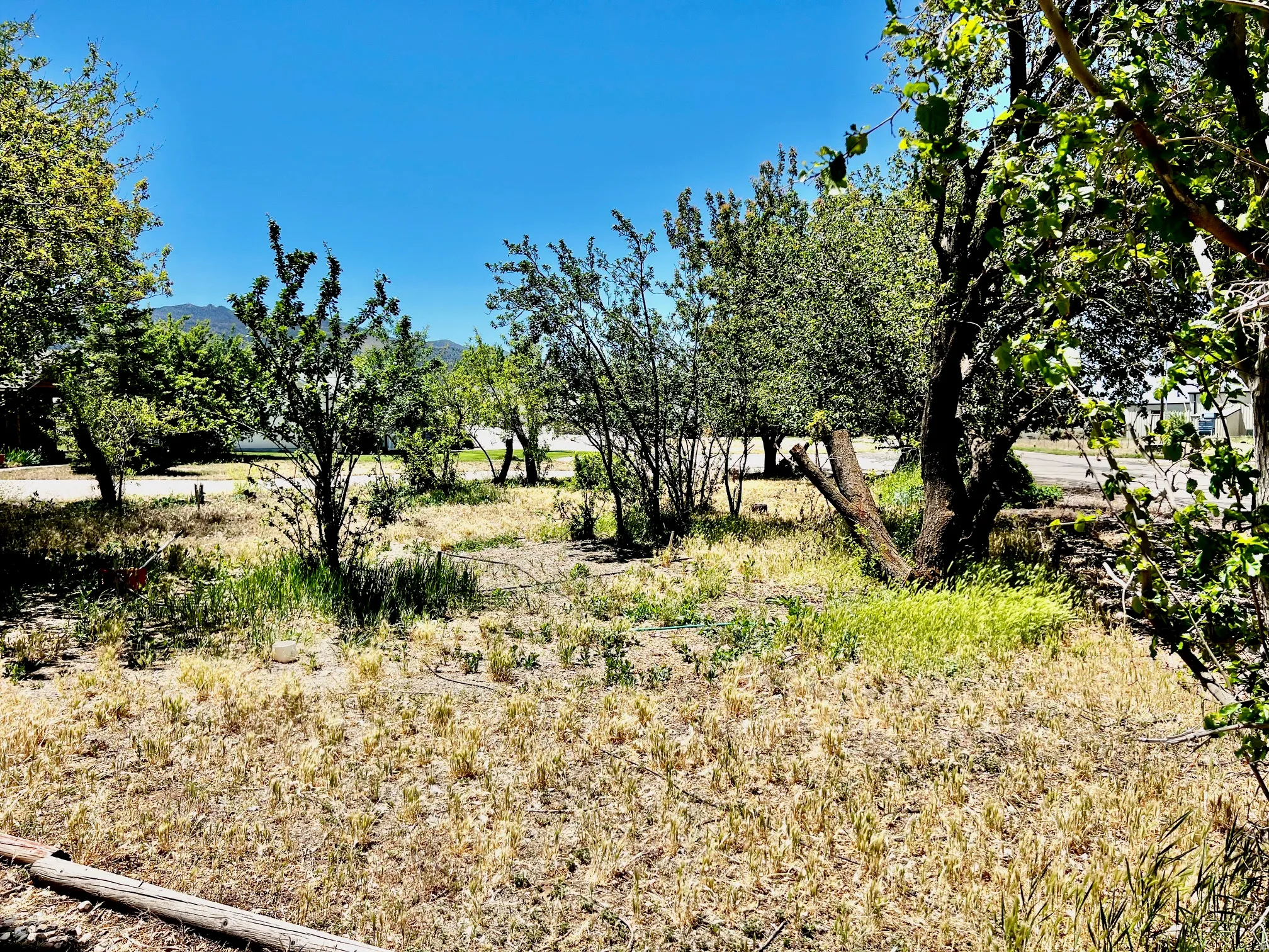 Expansive outdoor space featuring varied foliage and a clear sky backdrop