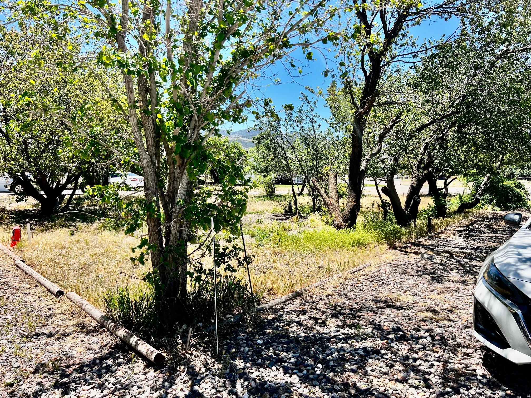 Gravel parking area offering shade from mature trees