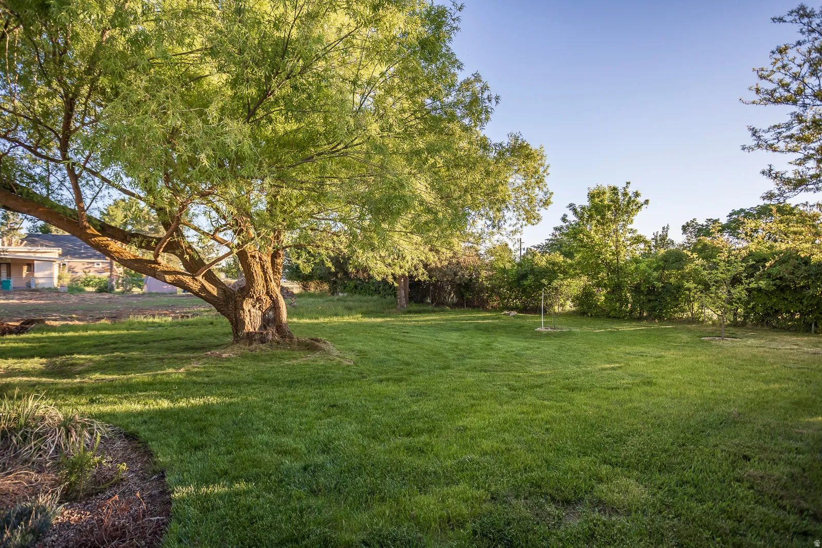 Expansive lawn area featuring a mature shade tree, perimeter foliage, and a small sapling