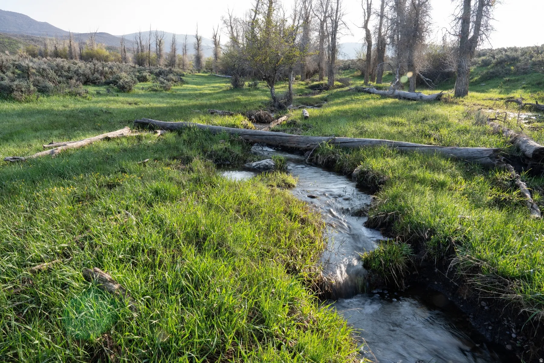 Natural stream flowing through a grassy expanse