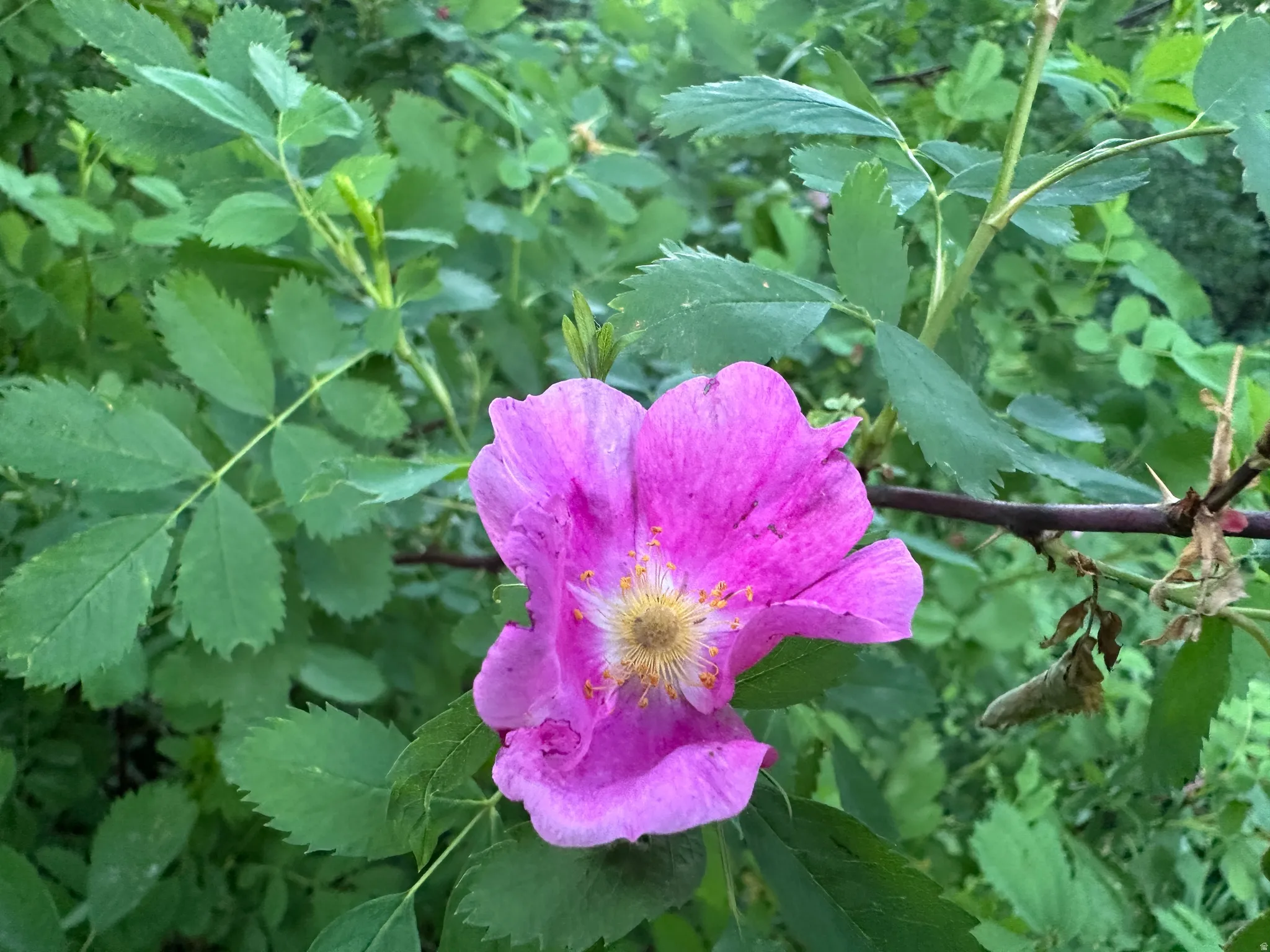 Vibrant pink blossom with yellow stamen surrounded by lush green foliage and thorny stems