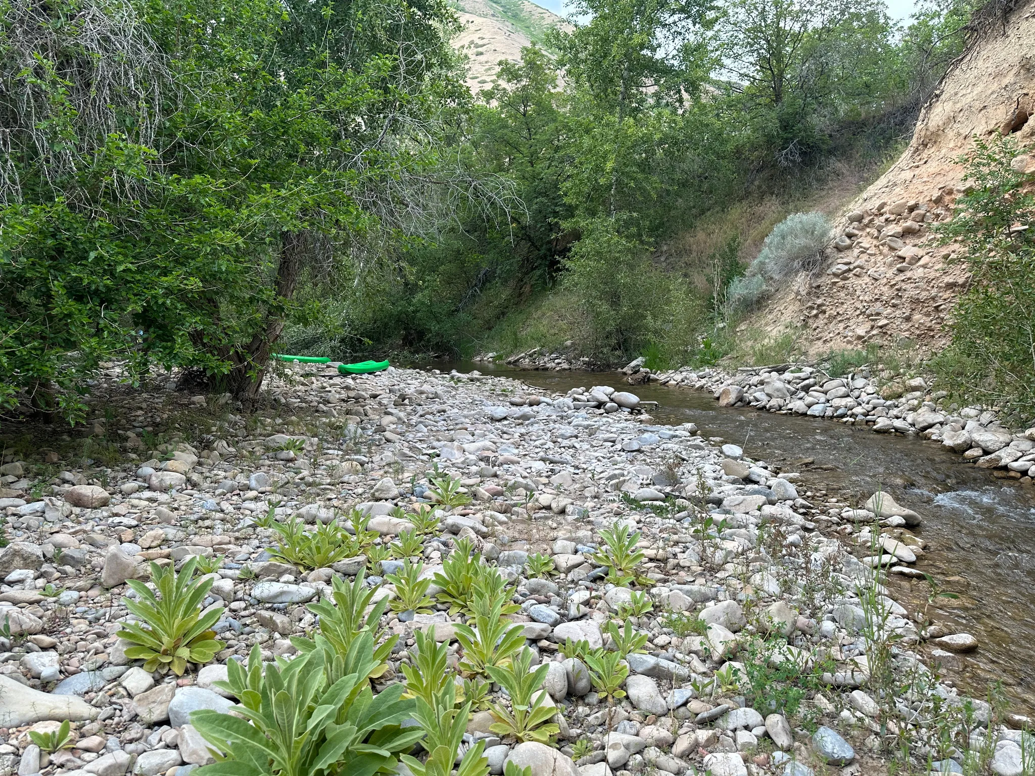 shallow creek bed is just perfect for playing and wading