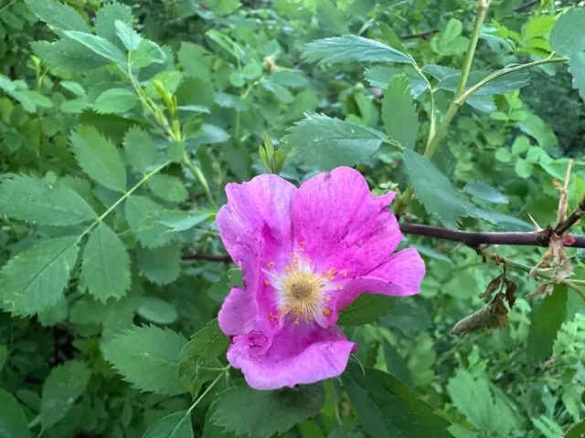 Vibrant pink blossom with yellow stamen surrounded by lush green foliage and thorny stems