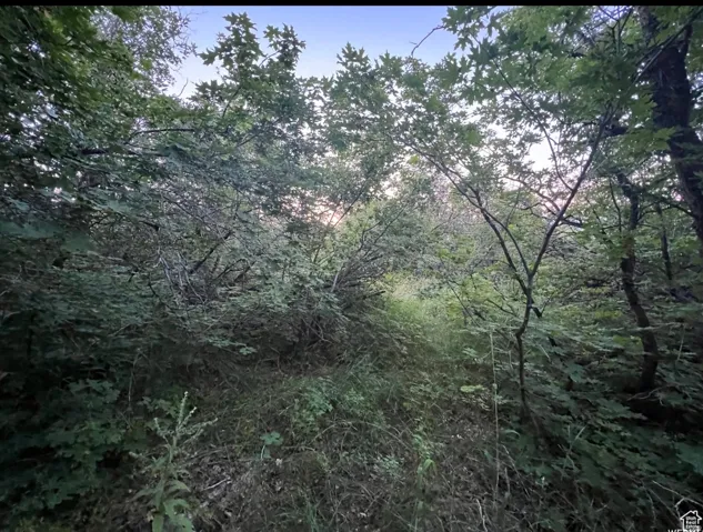 Heavily treed lot featuring dense foliage and natural ground cover