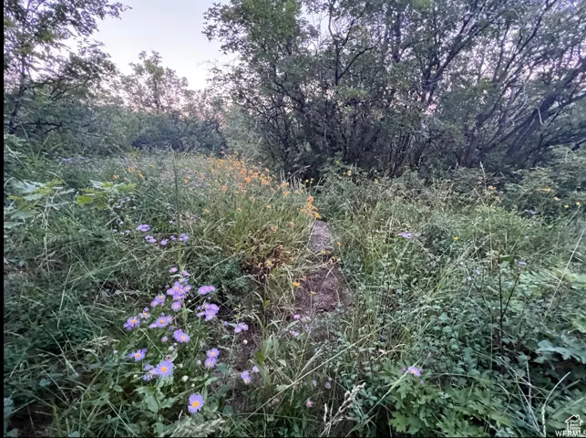Natural landscape featuring varied flora, including tall grasses, shrubs, and trees