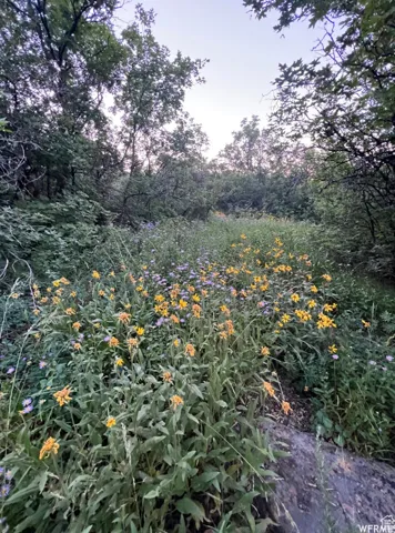 Natural landscape featuring an abundance of flowering plants and mature trees