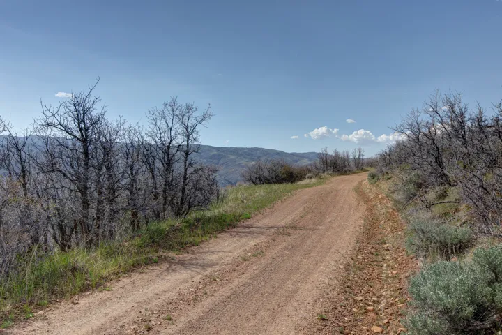 Dirt road with a gentle curve, bordered by dry brush and sparse trees