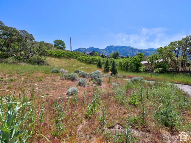 Expansive lot featuring varied natural vegetation, mature trees, and a mountain backdrop