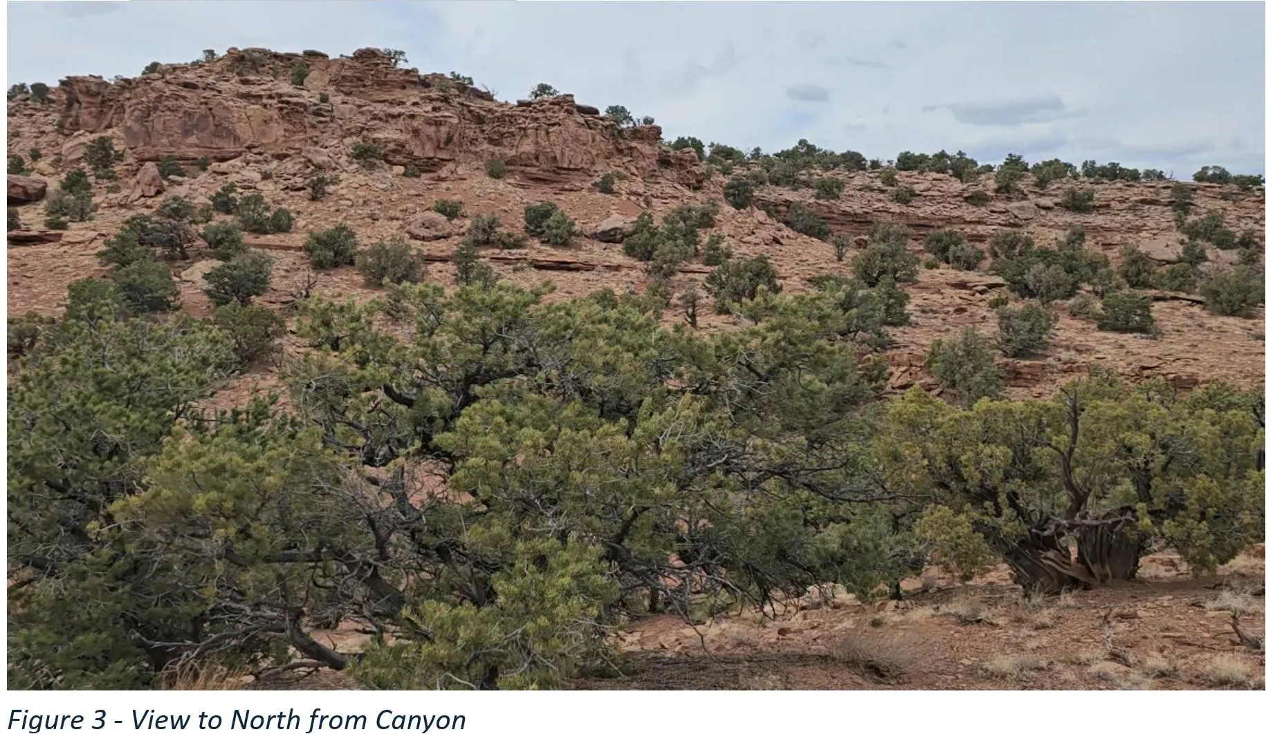 Natural desert landscape featuring rugged red rock formations, diverse evergreen vegetation, and varied topography
