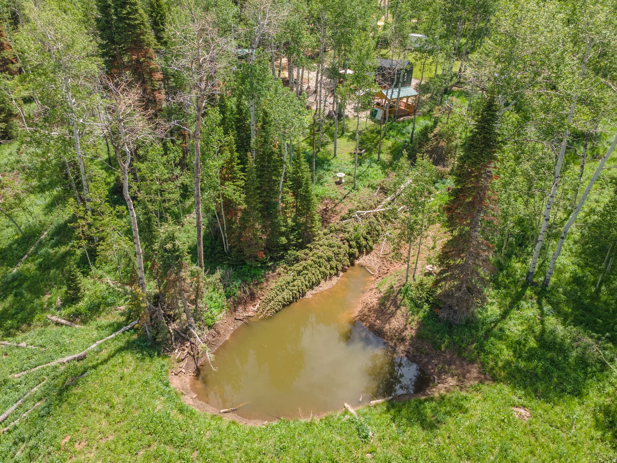 Natural pond feature surrounded by lush green foliage and mature trees