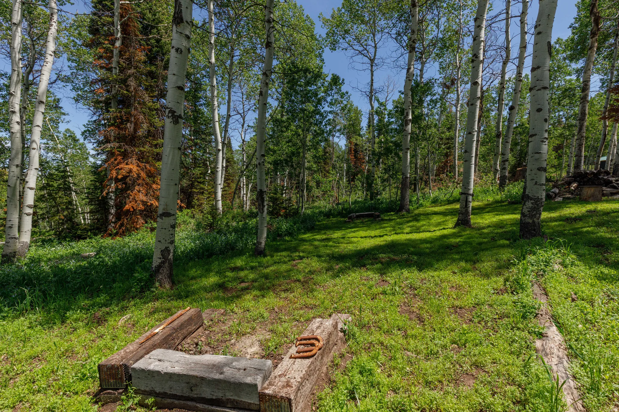 Wooded acreage featuring a clearing with natural ground cover and mature aspen trees