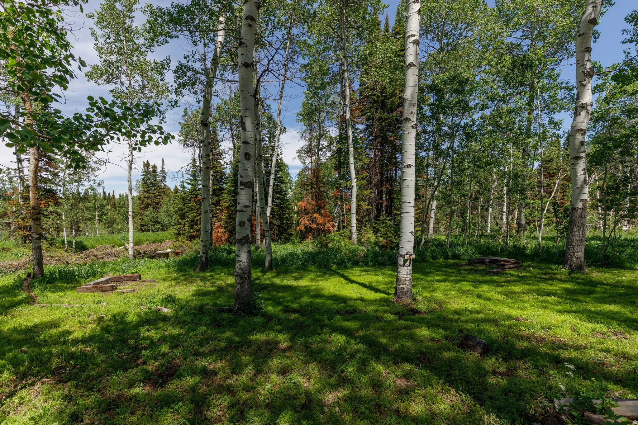 Forested property featuring numerous deciduous and coniferous trees, a grassy clearing, and natural ground cover