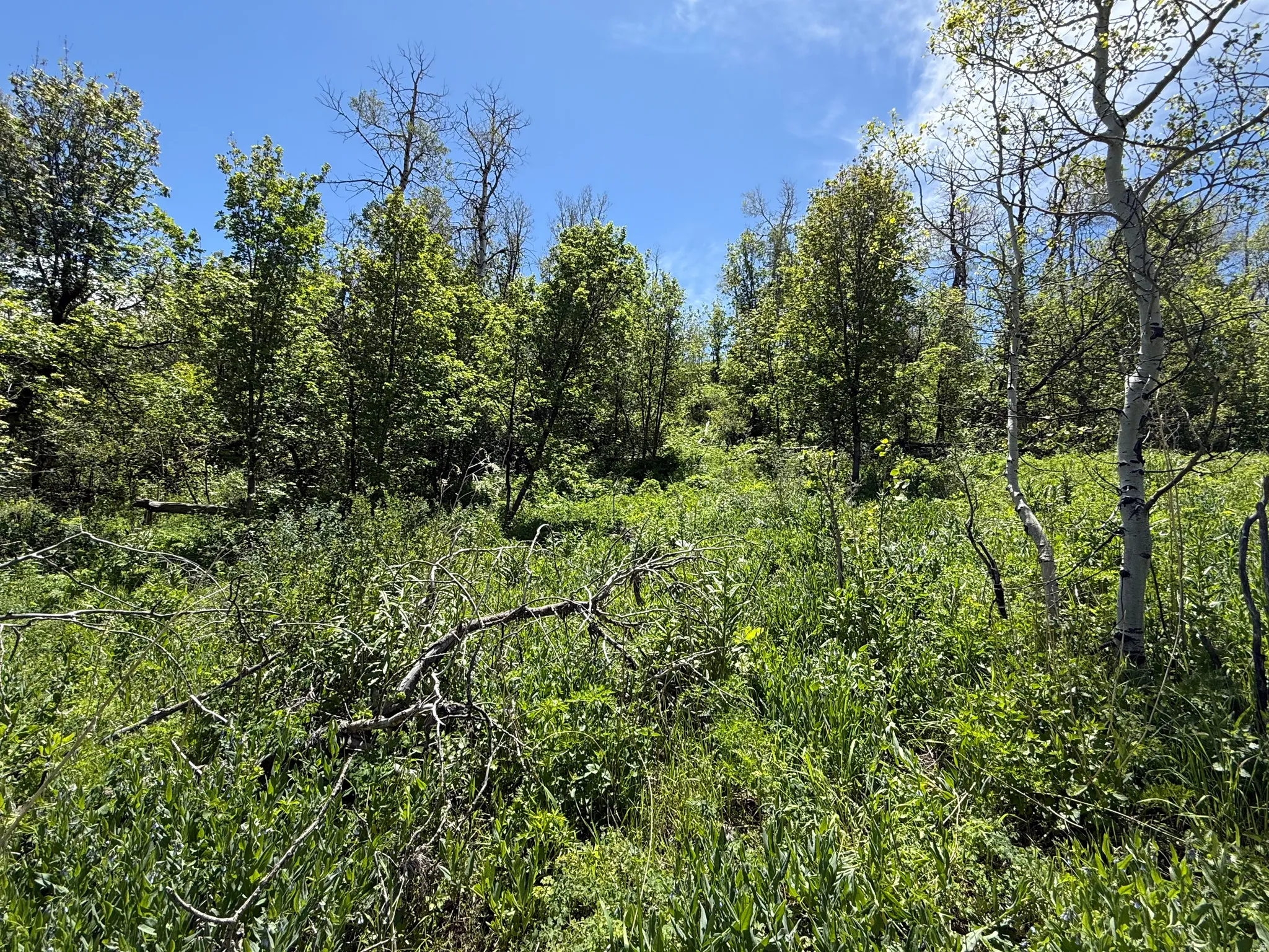 Lush green wooded lot