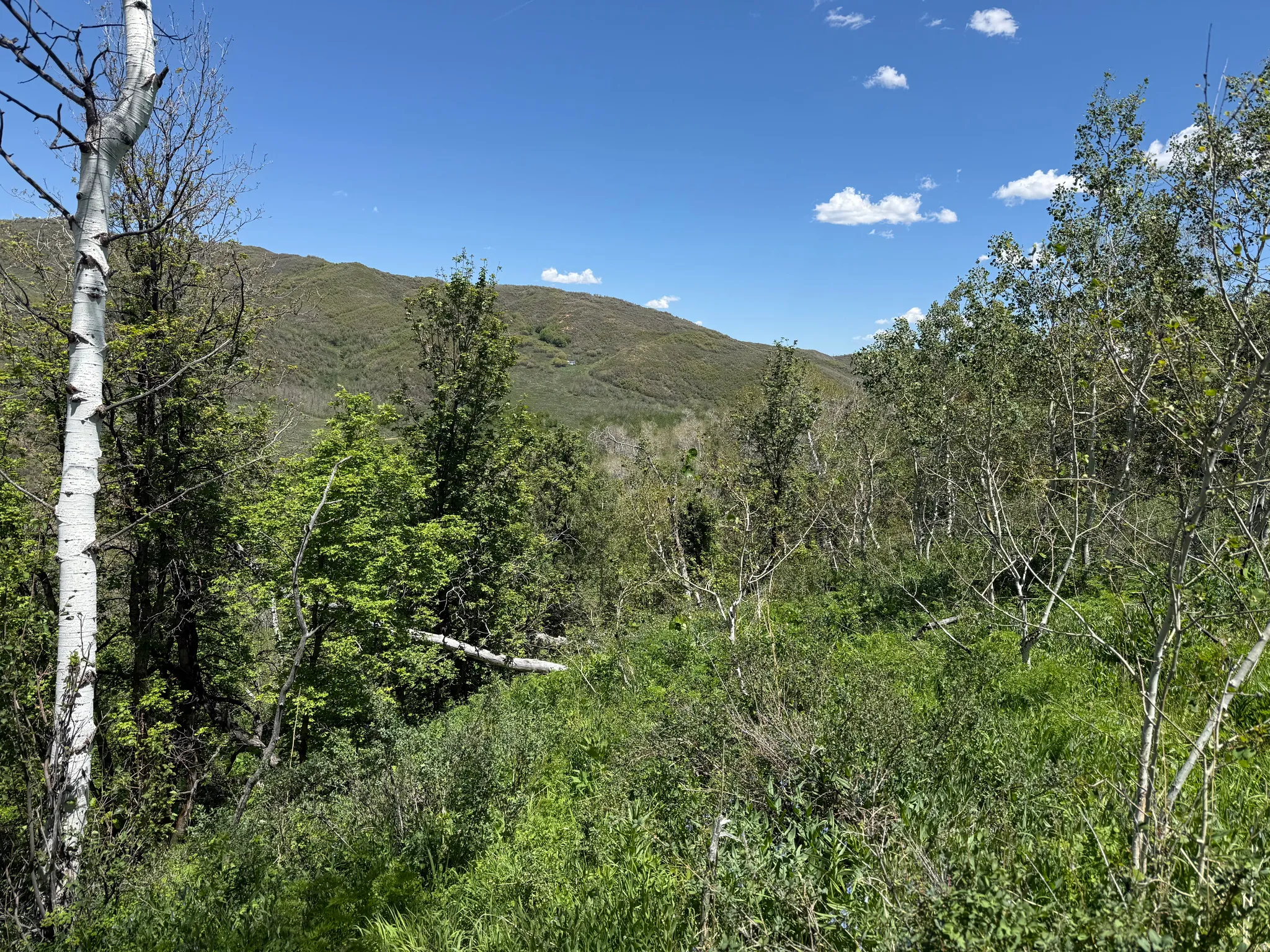 Wooded lot