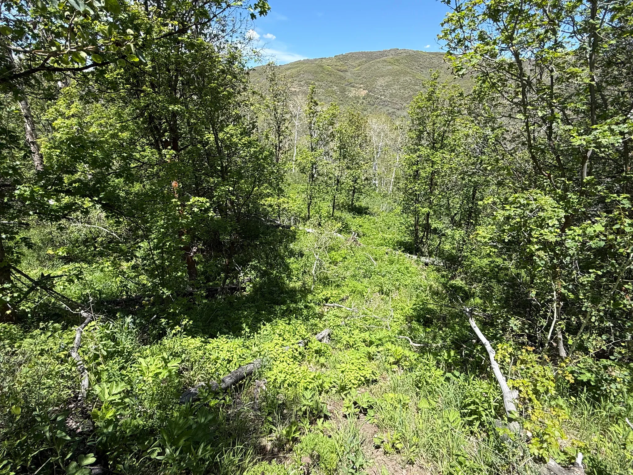 Lush hillside