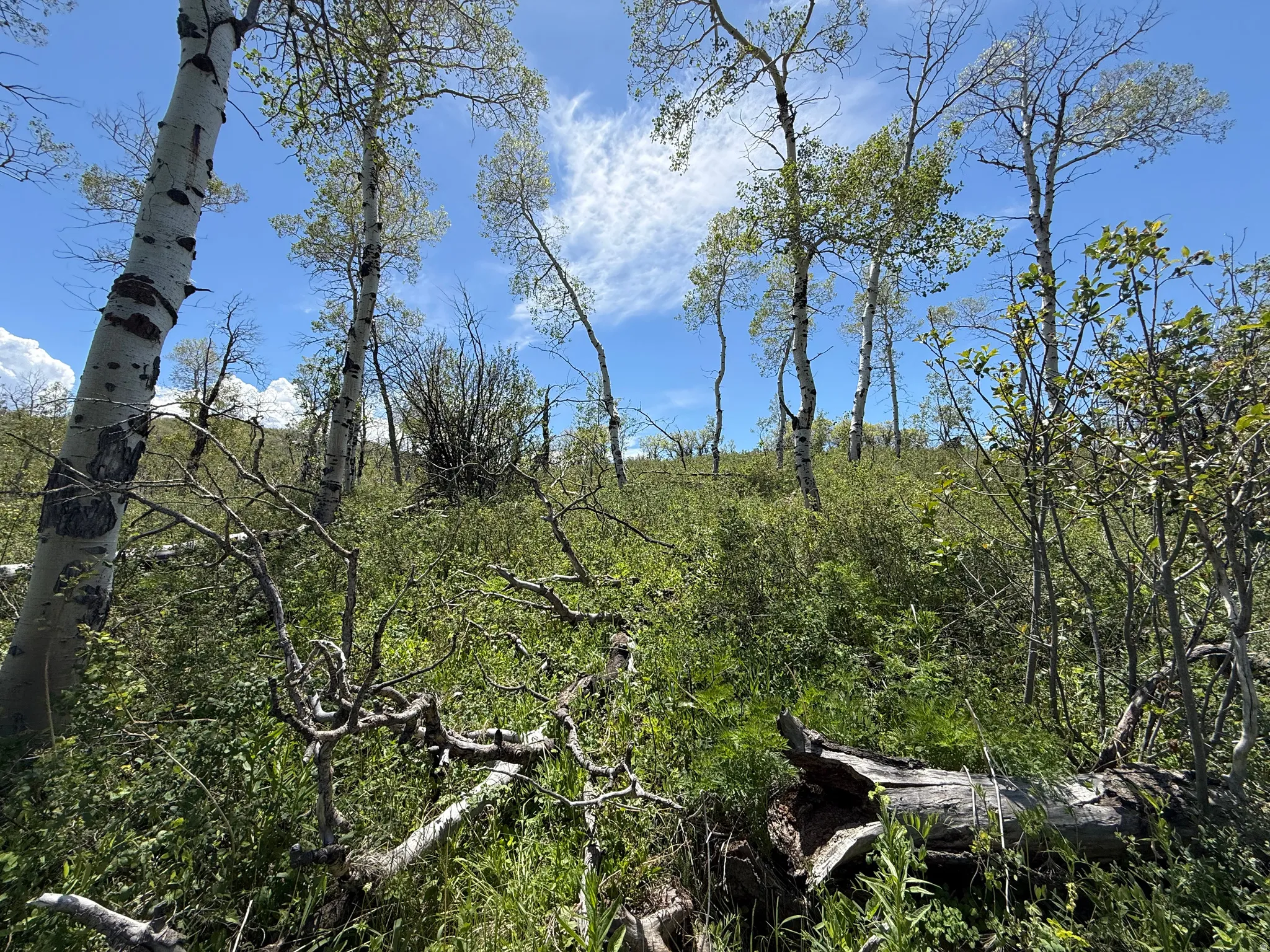 Aspens