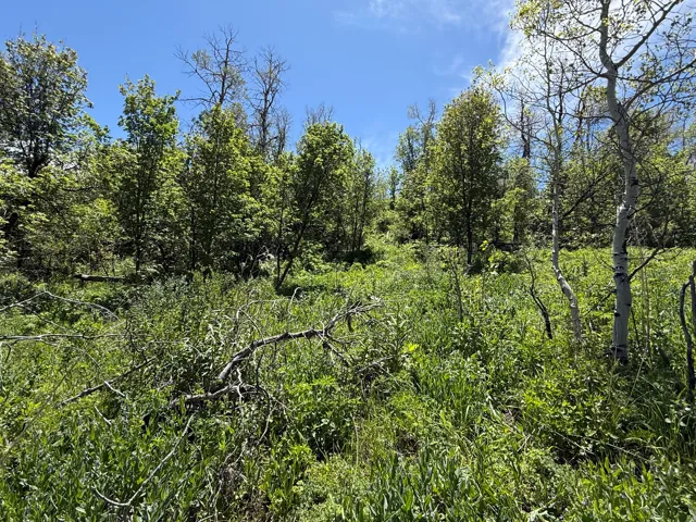 Lush green wooded lot