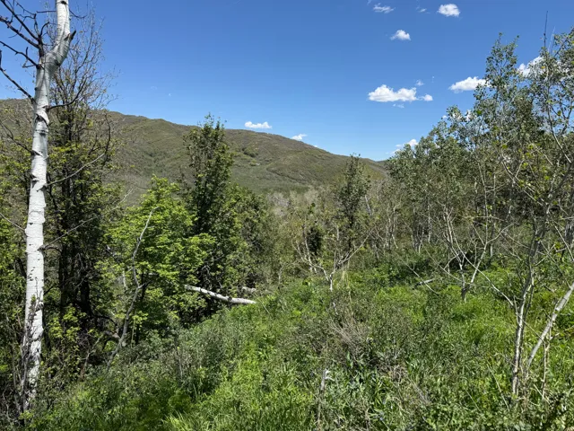 Wooded lot