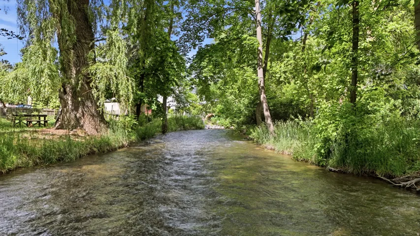 Natural stream with clear running water bordered by mature trees and lush greenery