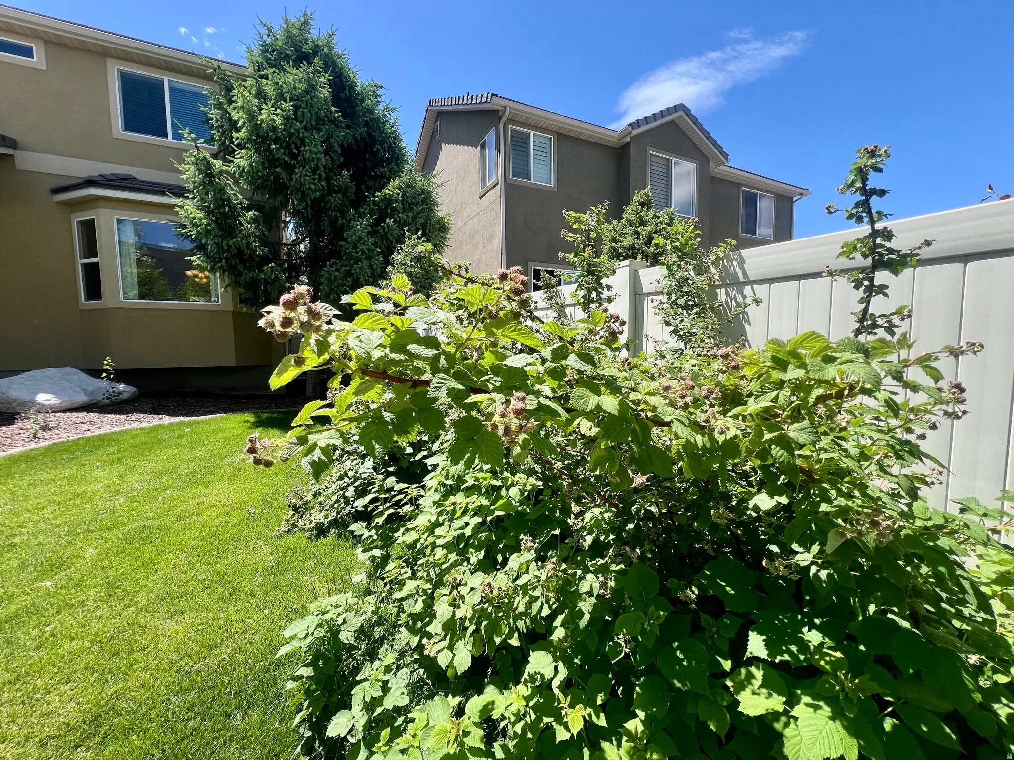 Manicured lawn with mature landscaping and privacy fencing
