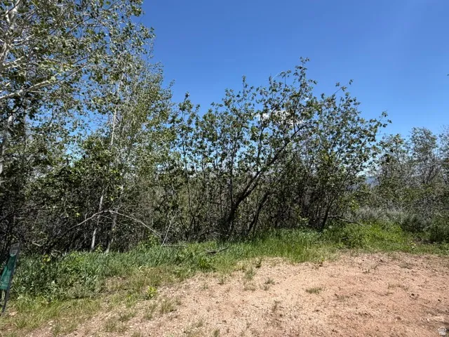 Natural landscape featuring diverse trees and shrubs with an open, clear sky