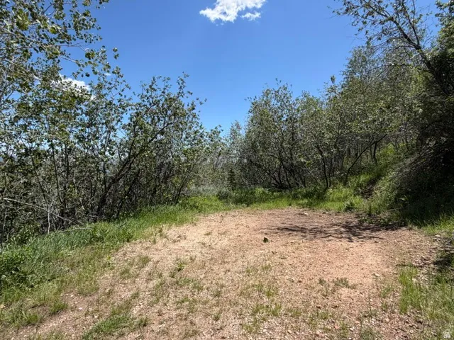 Expansive outdoor space featuring natural terrain and mature deciduous trees