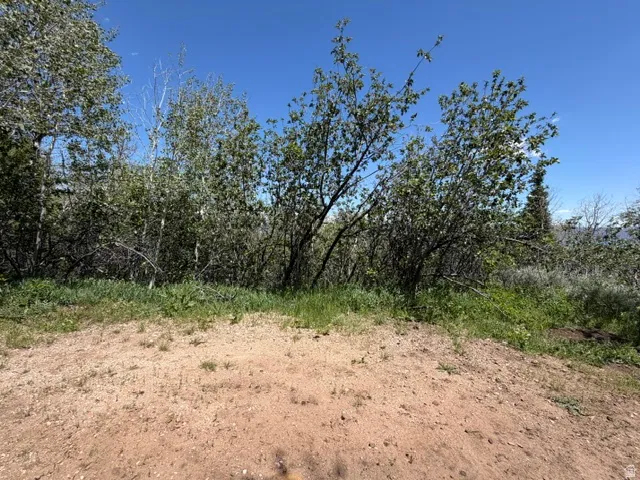 Natural landscape featuring an elevated dirt terrain and mature trees under a clear blue sky
