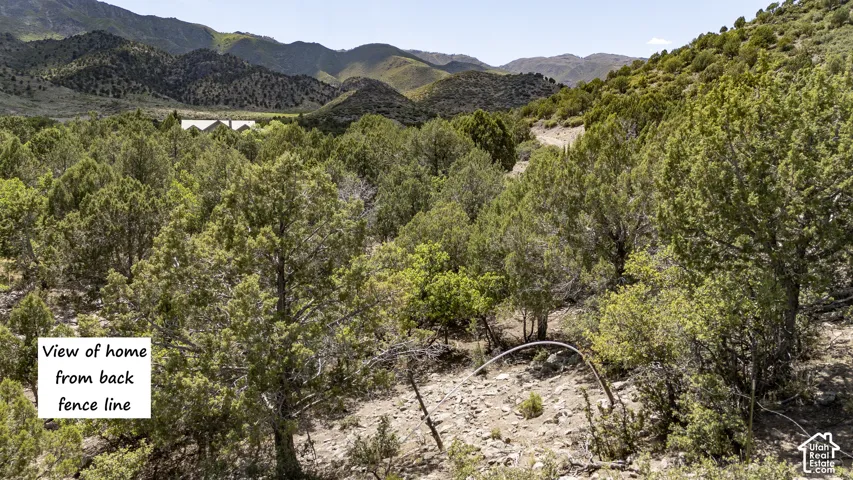 Expansive natural landscape featuring abundant evergreen trees and distant mountain ranges