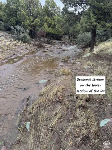 Seasonal stream traversing a natural landscape with mature evergreen trees and varied ground cover