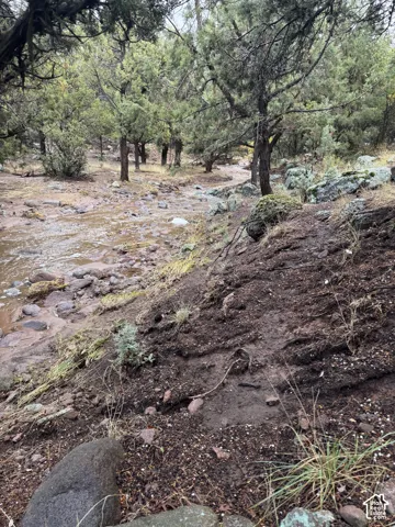 Natural landscape featuring mature evergreen trees and a rocky creek bed