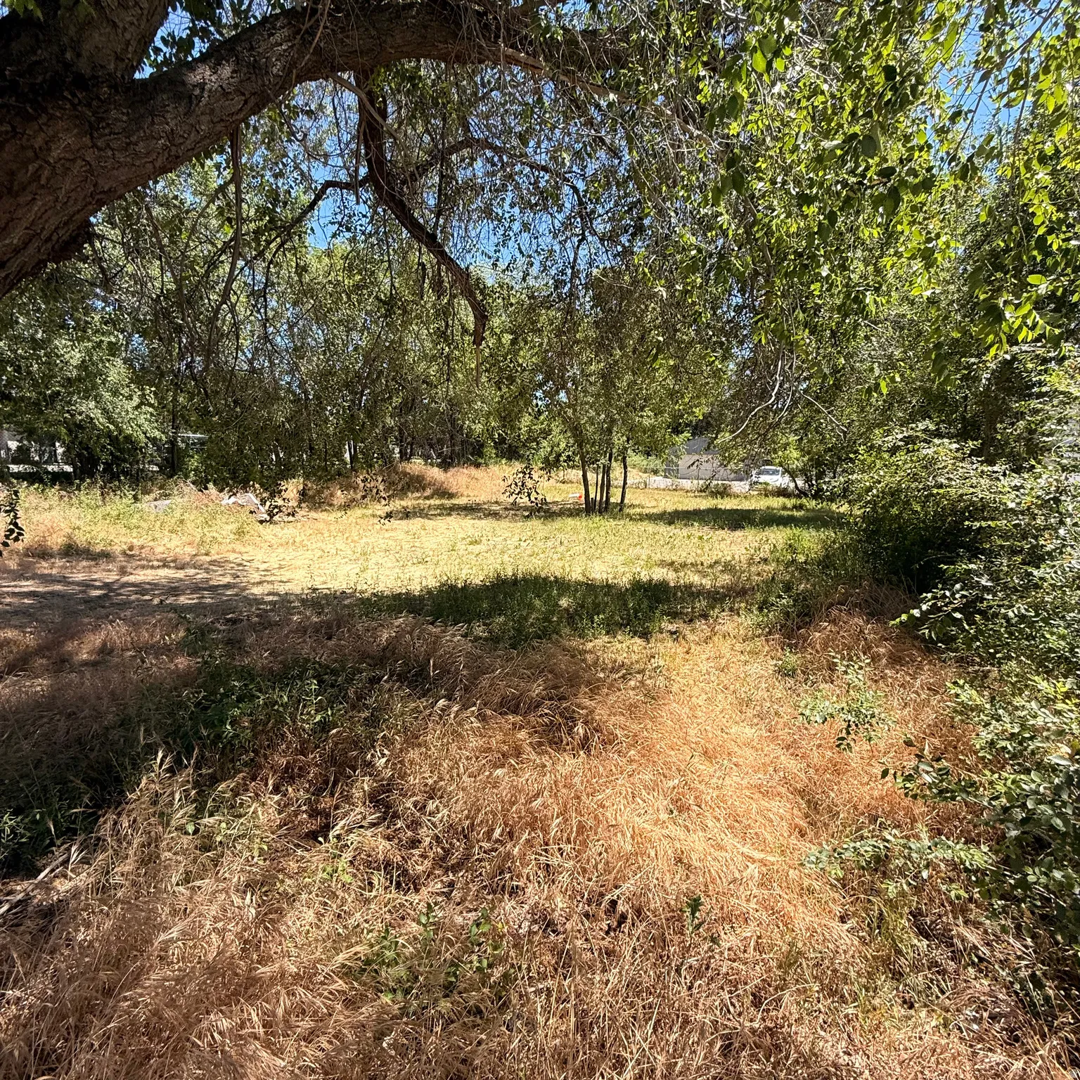 Expansive land parcel featuring mature trees, a clear sky overhead, and a mix of dry and green ground cover