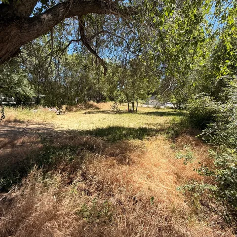 Expansive land parcel featuring mature trees, a clear sky overhead, and a mix of dry and green ground cover